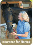 horse insurance