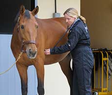 Can your horse's gut protect his health?