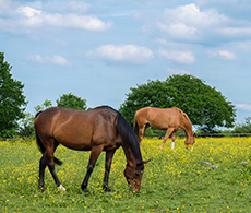 How to spot summer pasture allergy