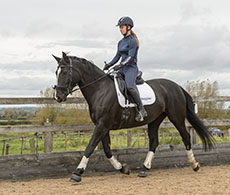 How your horse's personality can affect reinforcement training