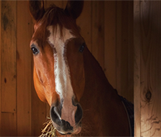 How to keep your horse safe during fireworks