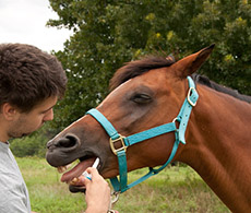 Equine vet's complete guide to worming your horse