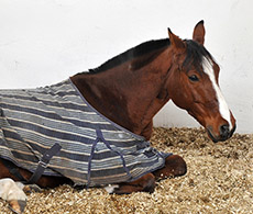 Which horse bedding is right for you?