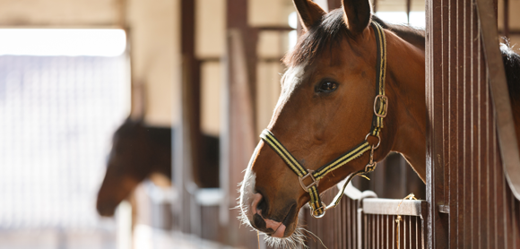 Horse nutrition advice for fussy eaters