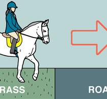 How to avoid equine concussion