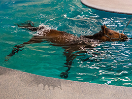 What is horse hydrotherapy, and how is it useful?