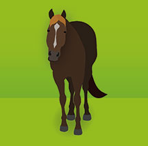 Top 5 Equine Health Problems